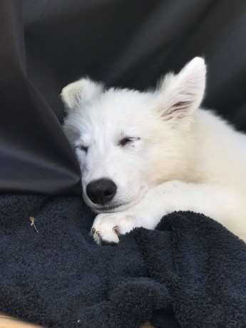 127785709_669091567113770_3902771849983629952_n